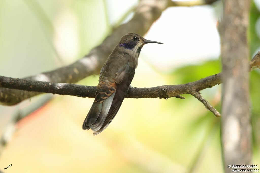 Brown Violetear male adult breeding