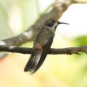 Brown Violetear