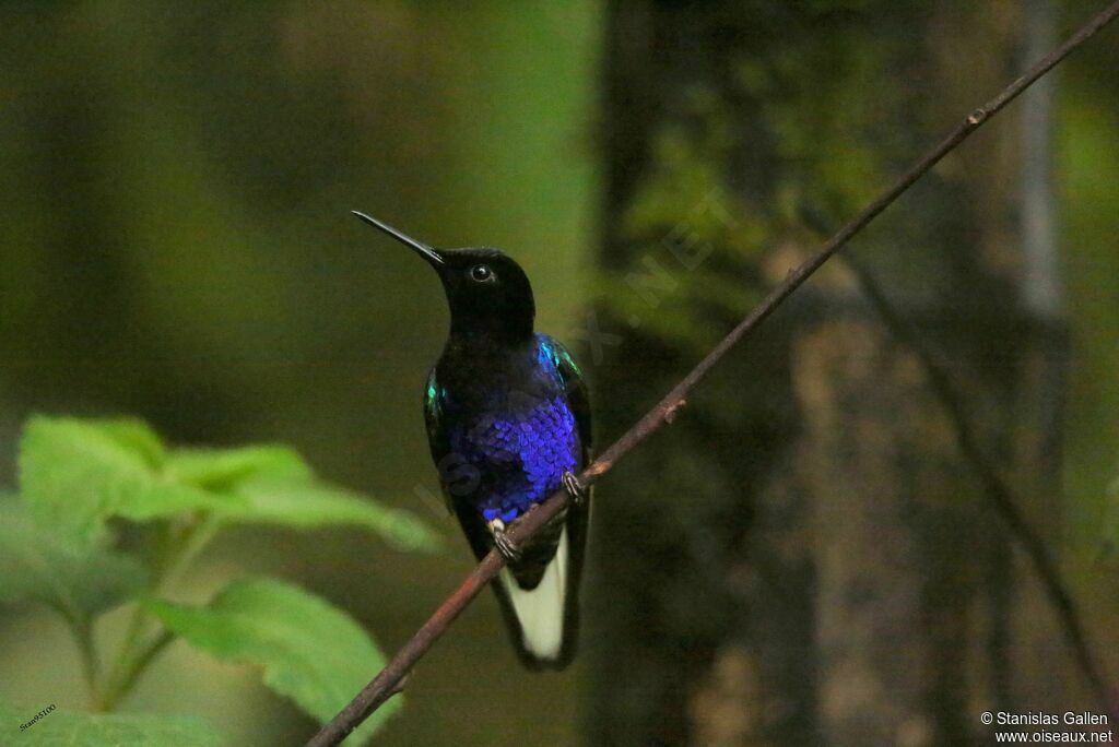 Velvet-purple Coronet male adult breeding