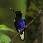 Colibri de Jardine