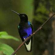 Velvet-purple Coronet