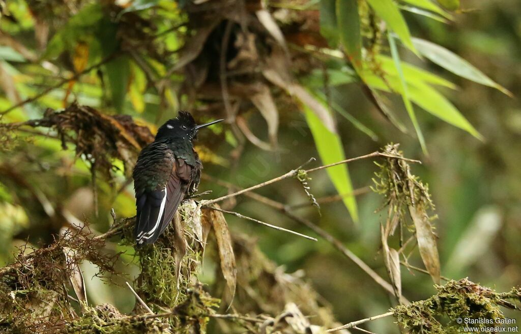 Velvet-purple Coronetadult breeding