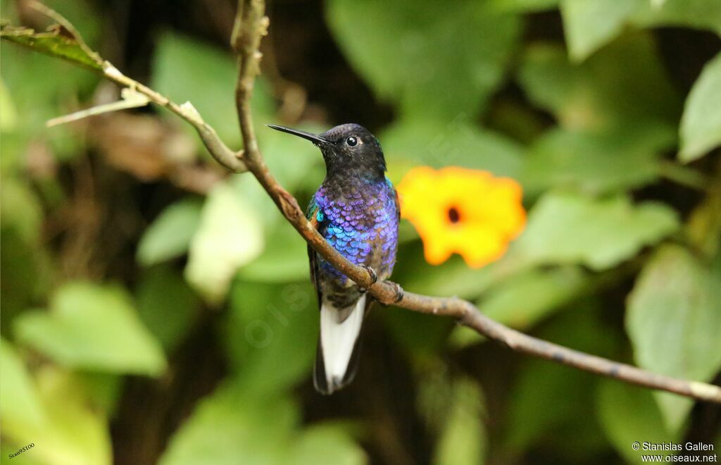 Velvet-purple Coronet male adult breeding