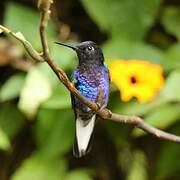 Velvet-purple Coronet