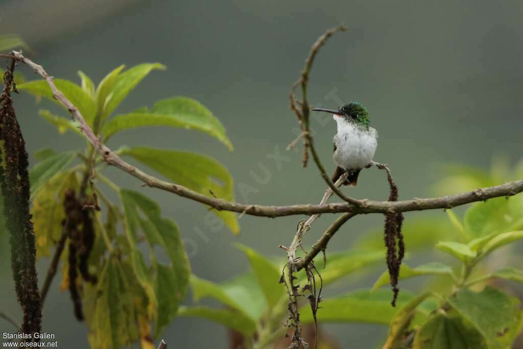 Violet-bellied Hummingbirdadult breeding, close-up portrait