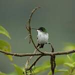 Colibri de Julie