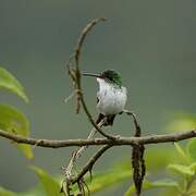 Violet-bellied Hummingbird