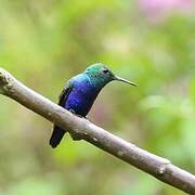 Violet-bellied Hummingbird