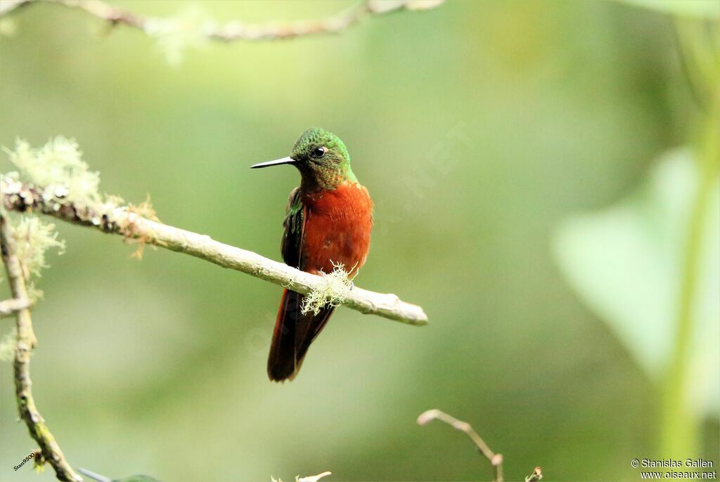 Chestnut-breasted Coronetadult