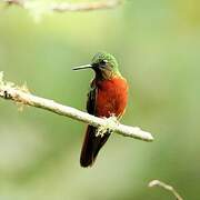 Chestnut-breasted Coronet