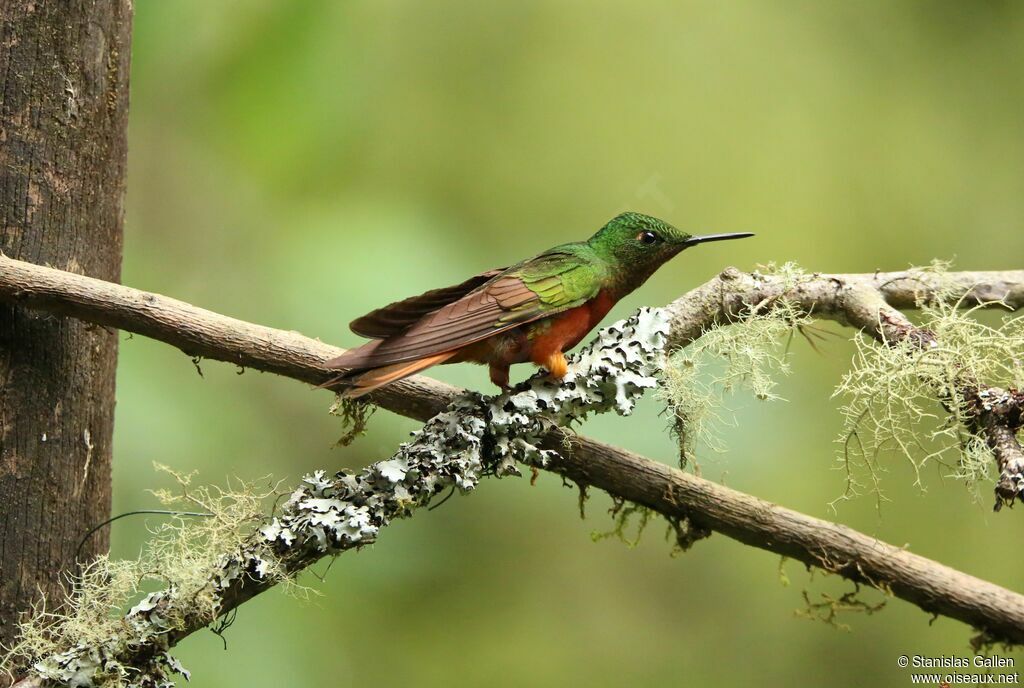 Chestnut-breasted Coronetadult