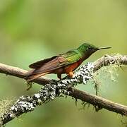 Chestnut-breasted Coronet