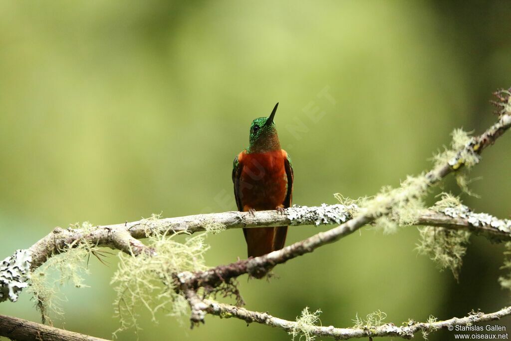 Chestnut-breasted Coronetadult