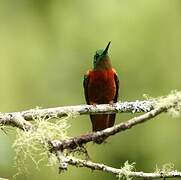 Chestnut-breasted Coronet