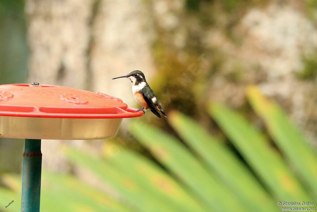 Colibri de Mitchell femelle adulte, mange