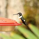 Colibri de Mitchell