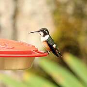 Purple-throated Woodstar