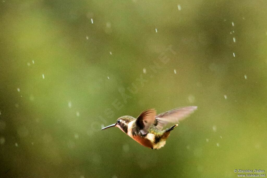 Purple-throated Woodstar female adult, Flight