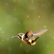 Purple-throated Woodstar