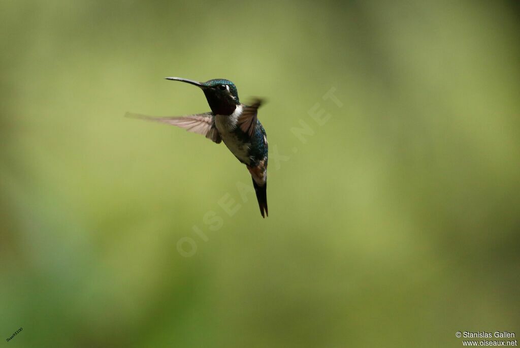 White-bellied Woodstar male adult, Flight