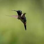 Colibri de Mulsant