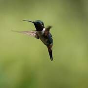 White-bellied Woodstar