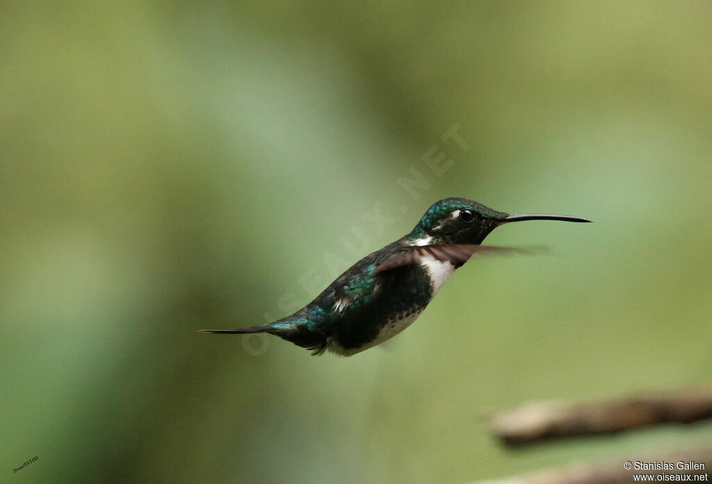 Colibri de Mulsant mâle adulte nuptial, Vol