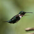 Colibri de Mulsant