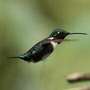 White-bellied Woodstar