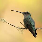 Rivoli's Hummingbird