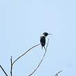 Colibri de Santa Marta