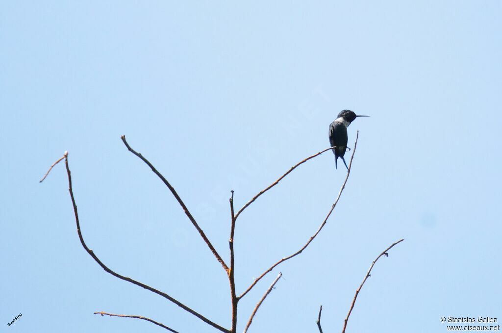 Santa Marta Woodstar male adult breeding, identification