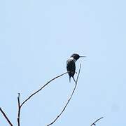 Colibri des Santa Marta