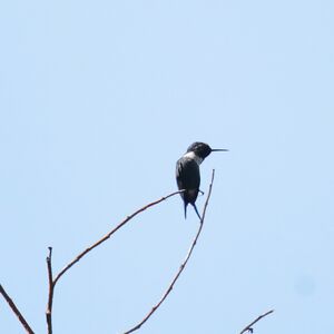 Colibri des Santa Marta