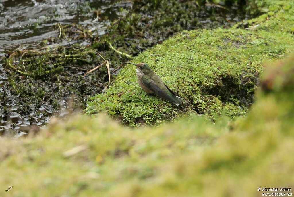 Colibri du Chimborazojuvénile