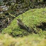 Colibri du Chimborazo