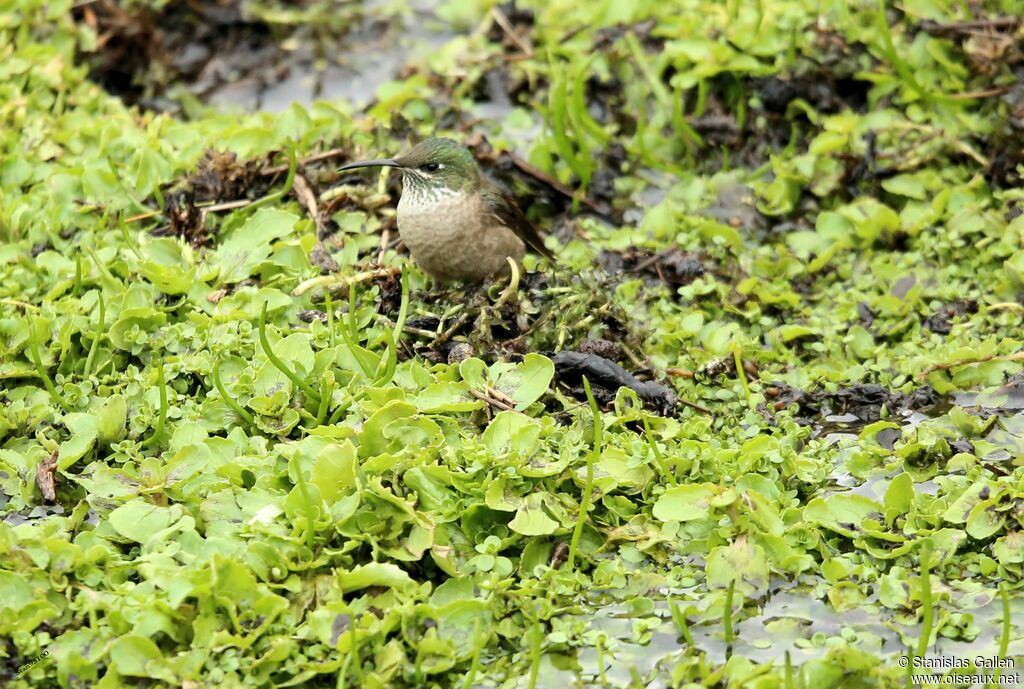 Ecuadorian Hillstarjuvenile