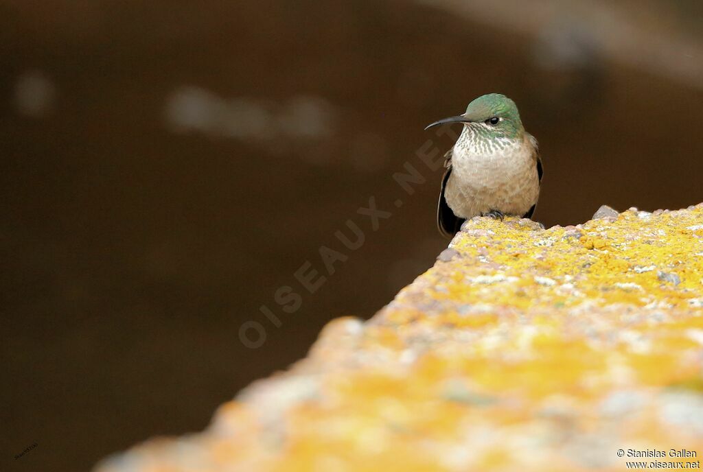 Colibri du Chimborazojuvénile