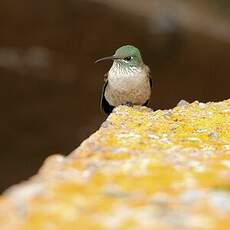 Colibri du Chimborazo