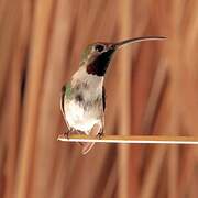 Mexican Sheartail