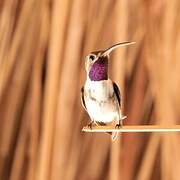 Mexican Sheartail