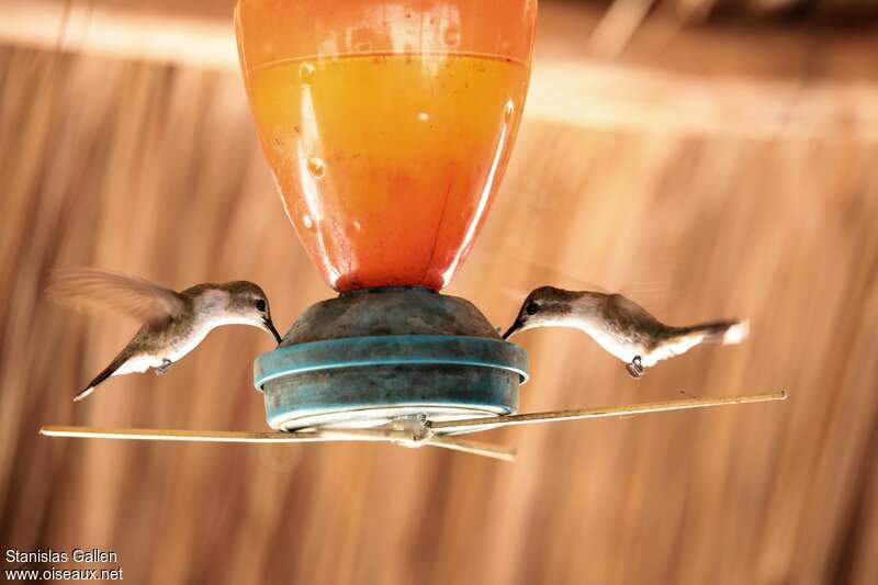 Colibri éliseimmature