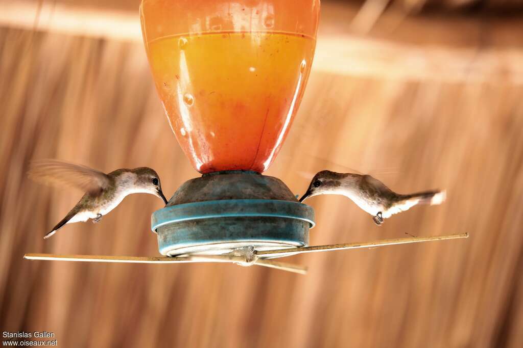 Colibri éliseimmature