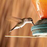 Mexican Sheartail