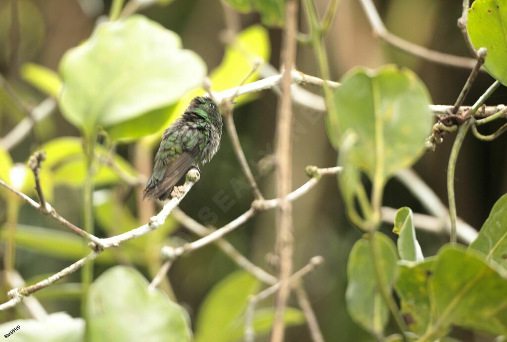 White-tailed Emerald male adult