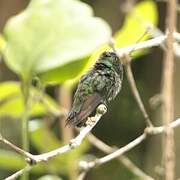 White-tailed Emerald