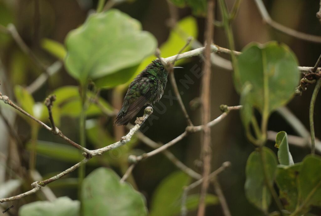 White-tailed Emerald male adult