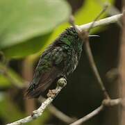 White-tailed Emerald