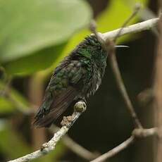 Colibri elvire