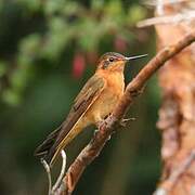 Colibri étincelant